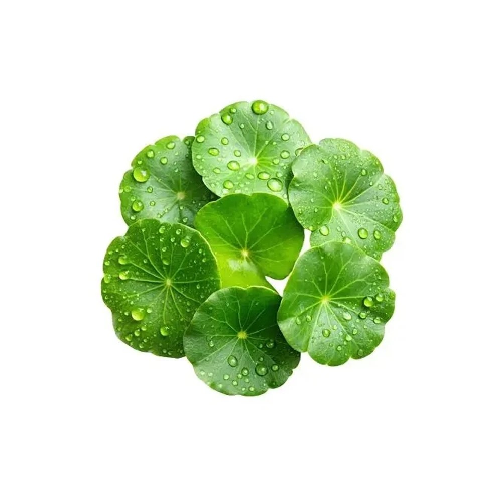 Centella Asiatica (CICA)